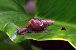 barbados snail